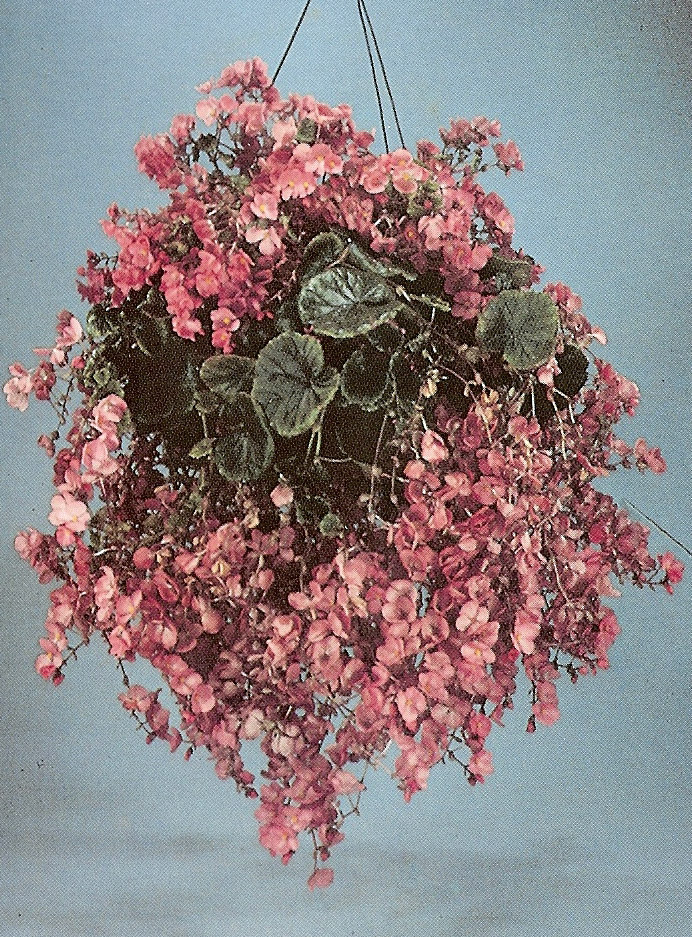 B. ‘Marjorie Gibbs’